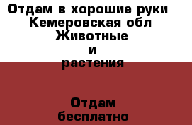 Отдам в хорошие руки - Кемеровская обл. Животные и растения » Отдам бесплатно   . Кемеровская обл.